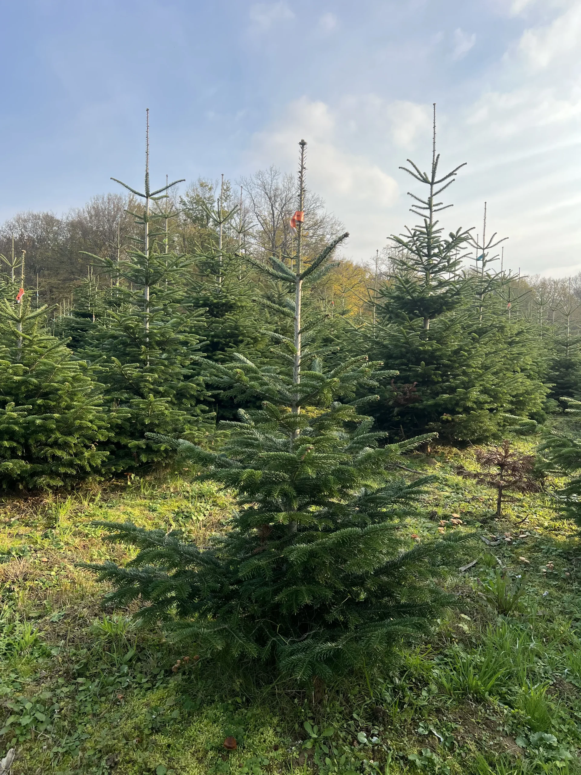 Bor visine 125-175 cm, savršen za unutarnje i vanjske prostore.