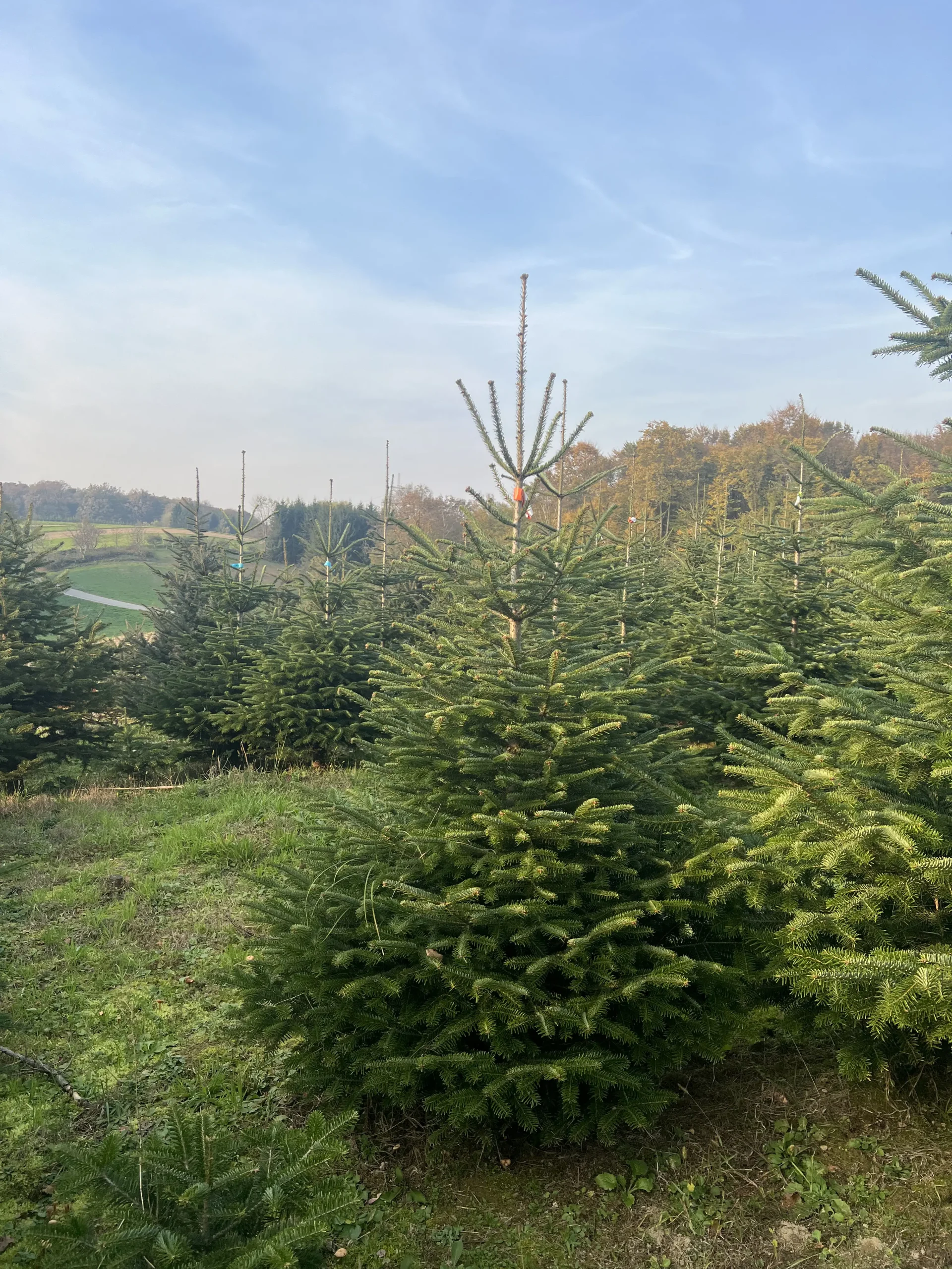 Bor s prirodnim oblikom visine 125-175 cm za blagdanski ugođaj