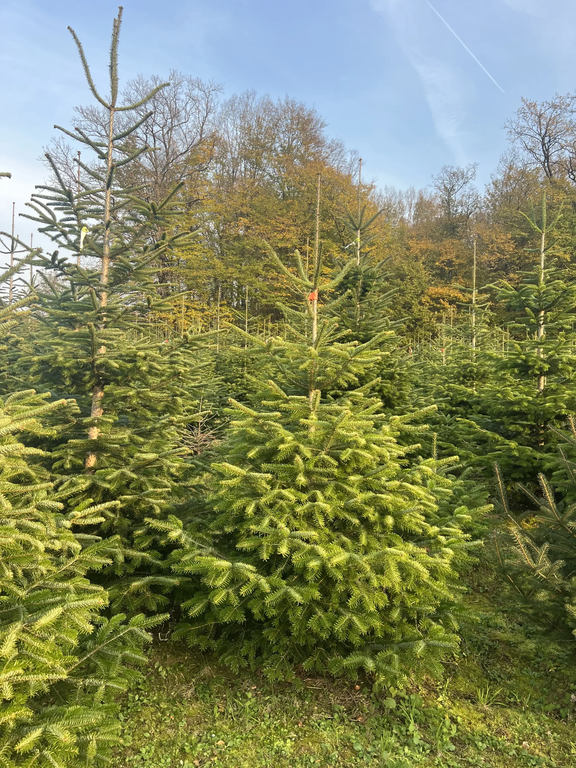 Borovi visine 125-175 cm s simetričnim granama za elegantan izgled