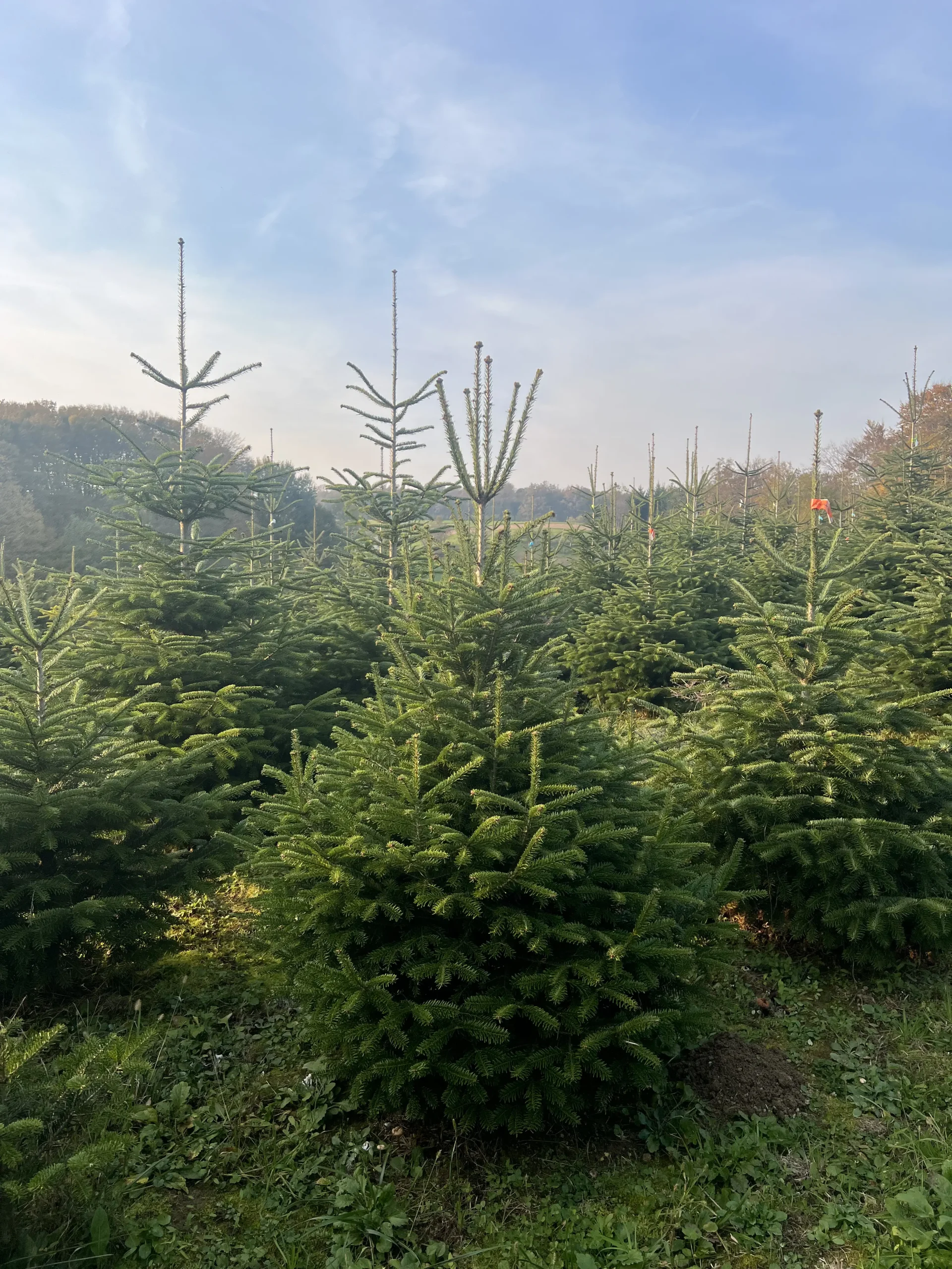 rupa borova visine 125-175 cm za potpuni prirodni dojam