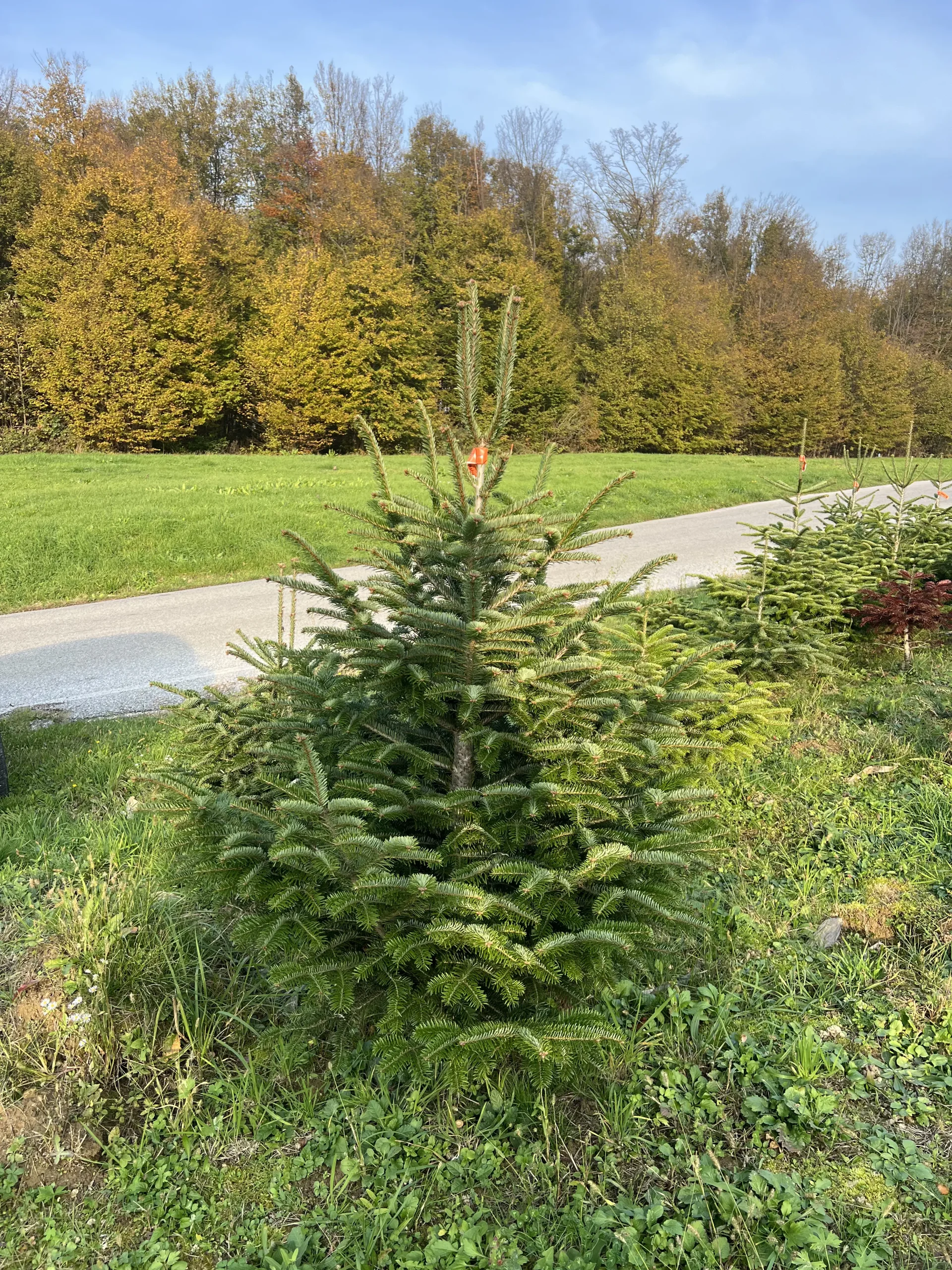 Prekrasan bor visine 125-175 cm s bogatom krošnjom