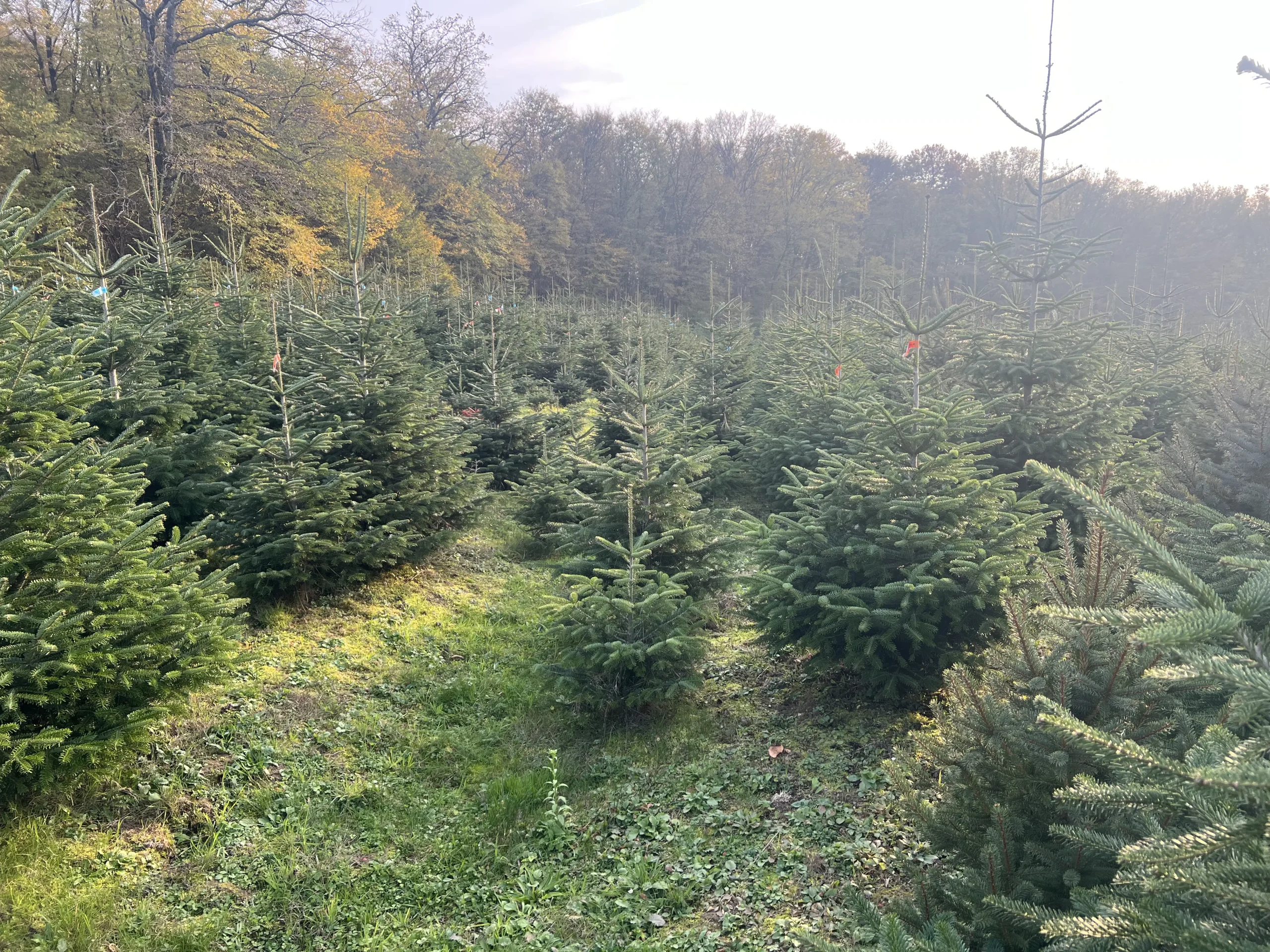 Borovi visine 125-175 cm u zimskom okruženju stvaraju čaroliju zime