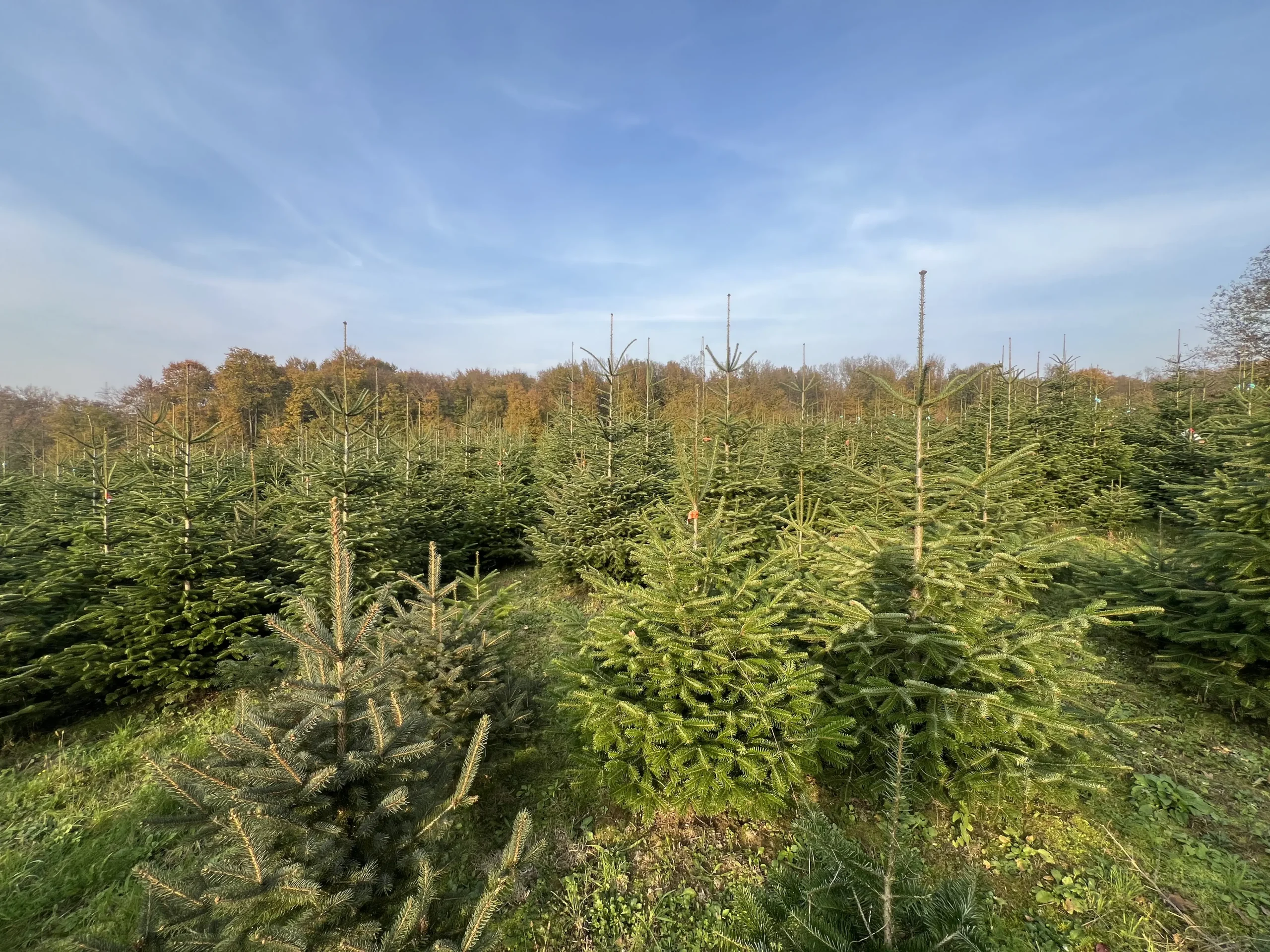 Grupa borova visine 125-175 cm smještenih u šumskom okruženju