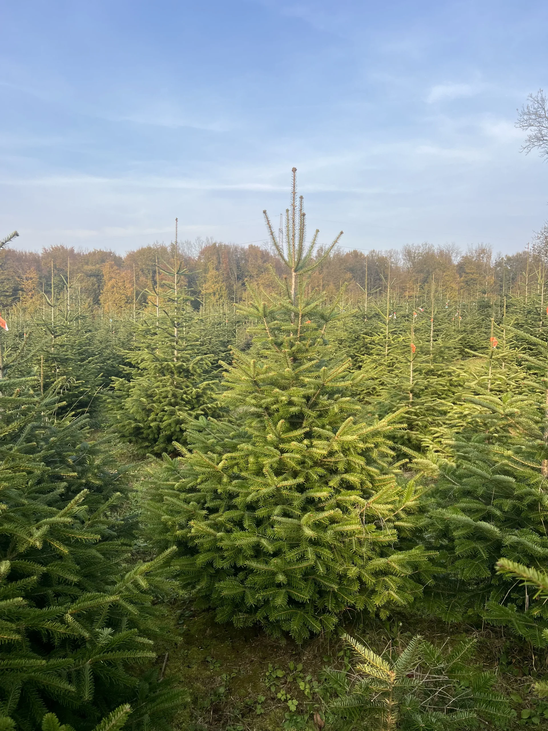 Grupa borova visine 125-175 cm koja stvara skladnu prirodnu scenu