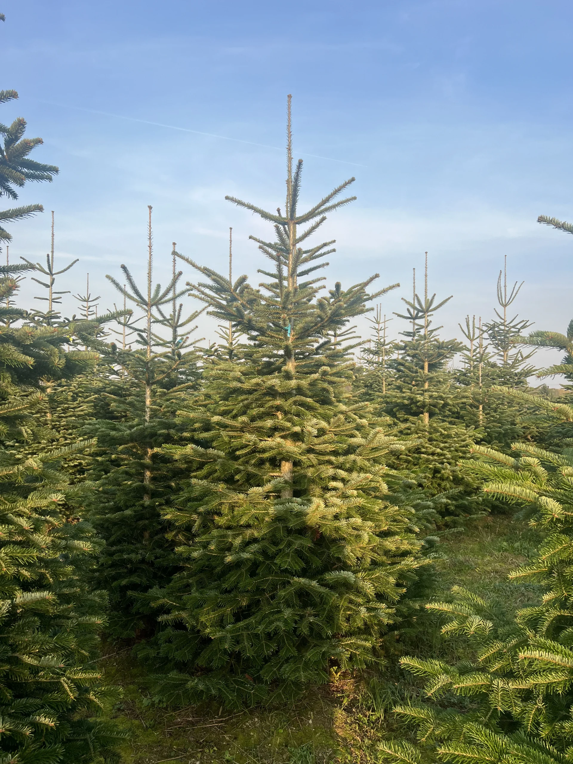 Grupa borova visine 175-225 cm s bogatim granama i punom krošnjom