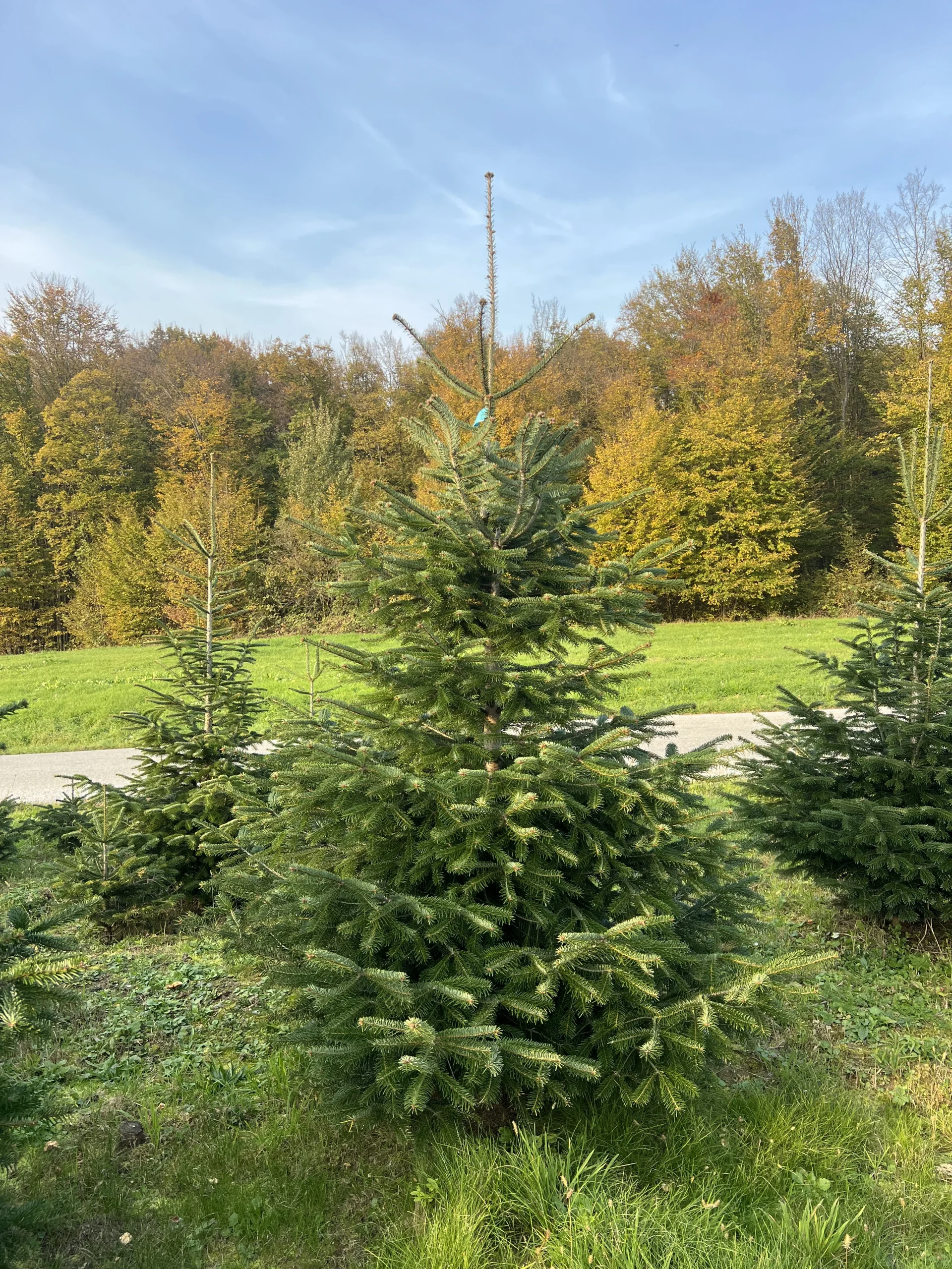 Prekrasan bor visine 175-225 cm s simetričnim izgledom