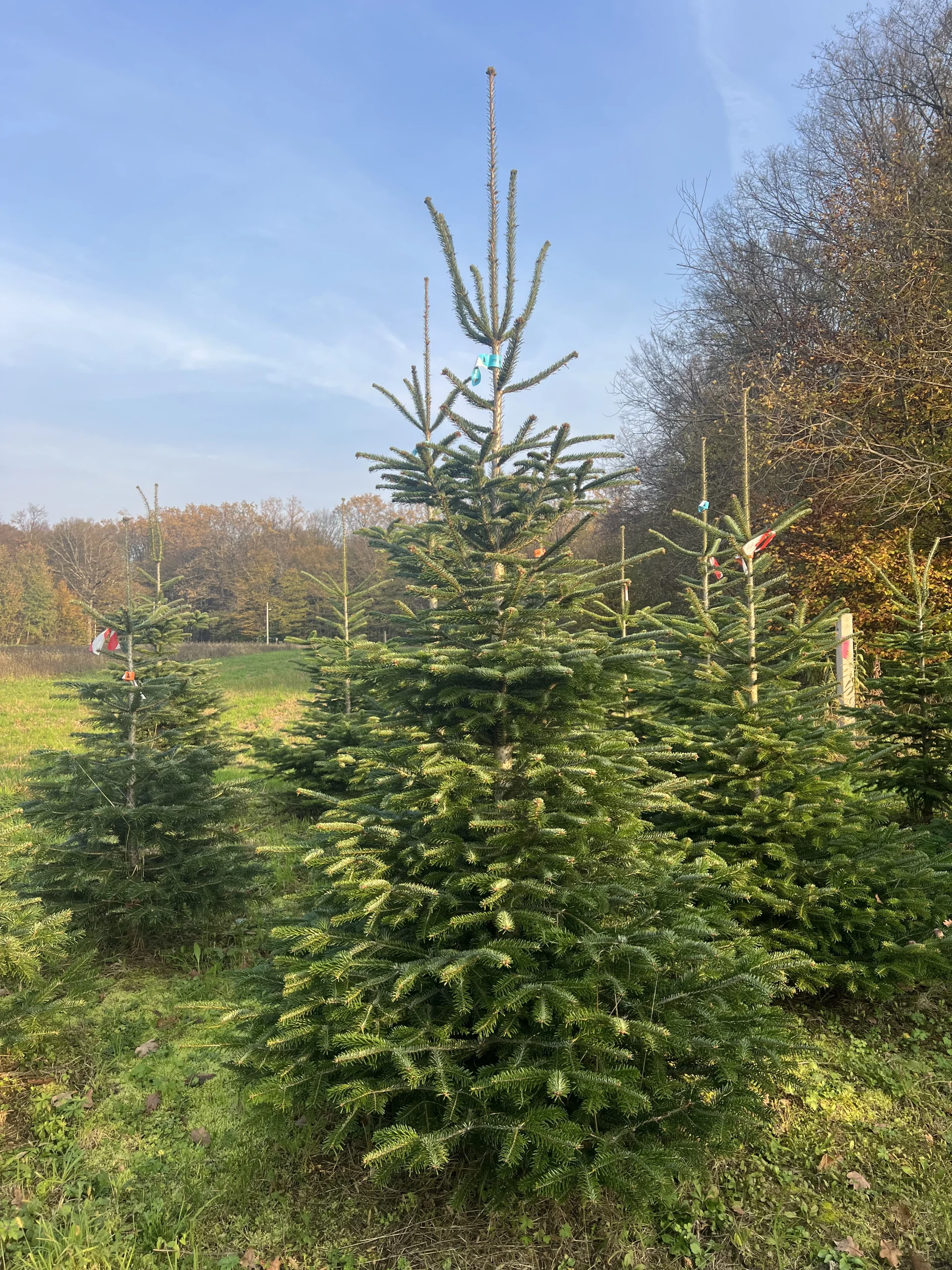 Zeleni bor visine 175-225 cm s punim granama za autentičan izgled