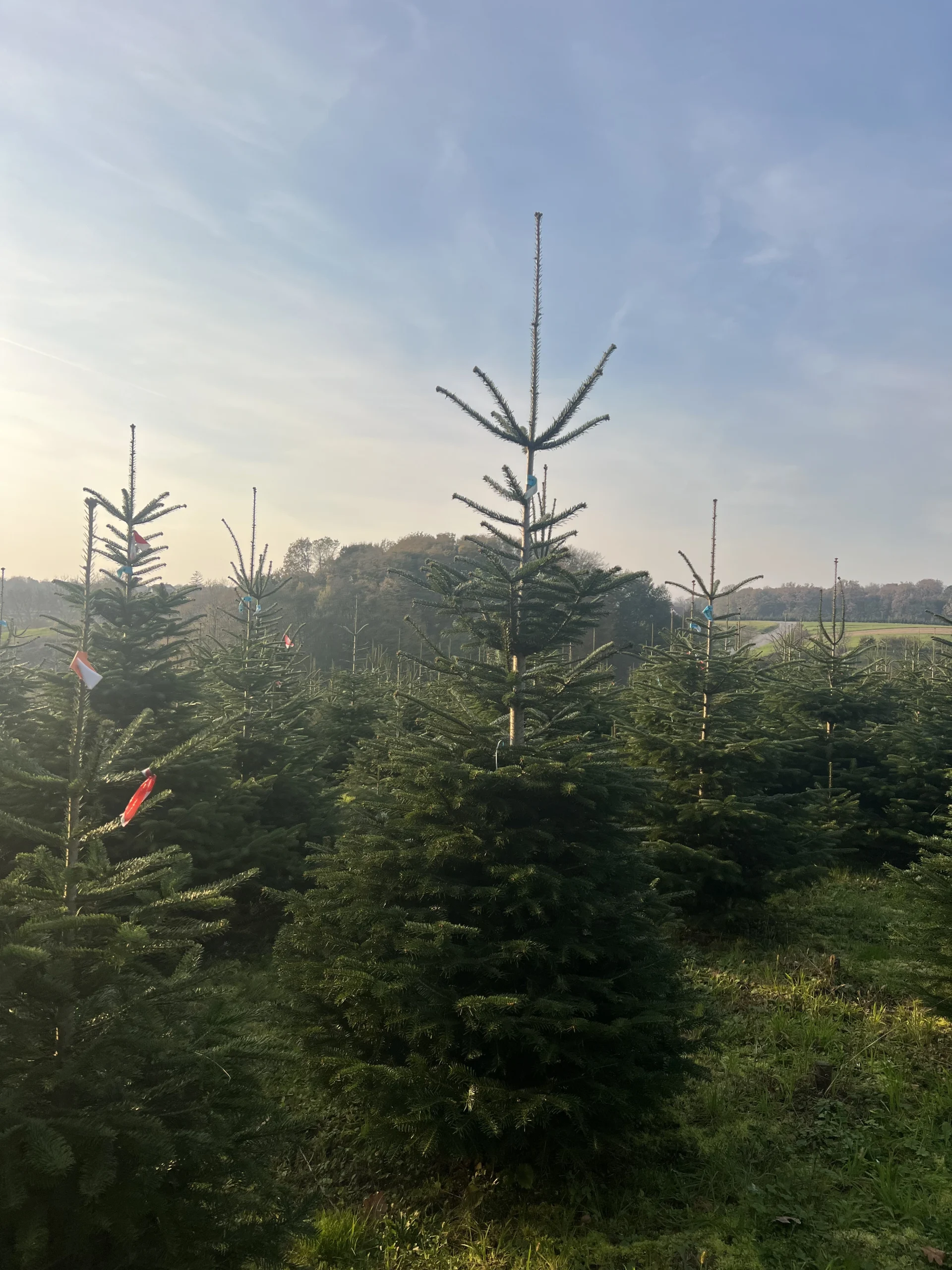 Bor visine 175-225 cm s bogatim i izraženim granama