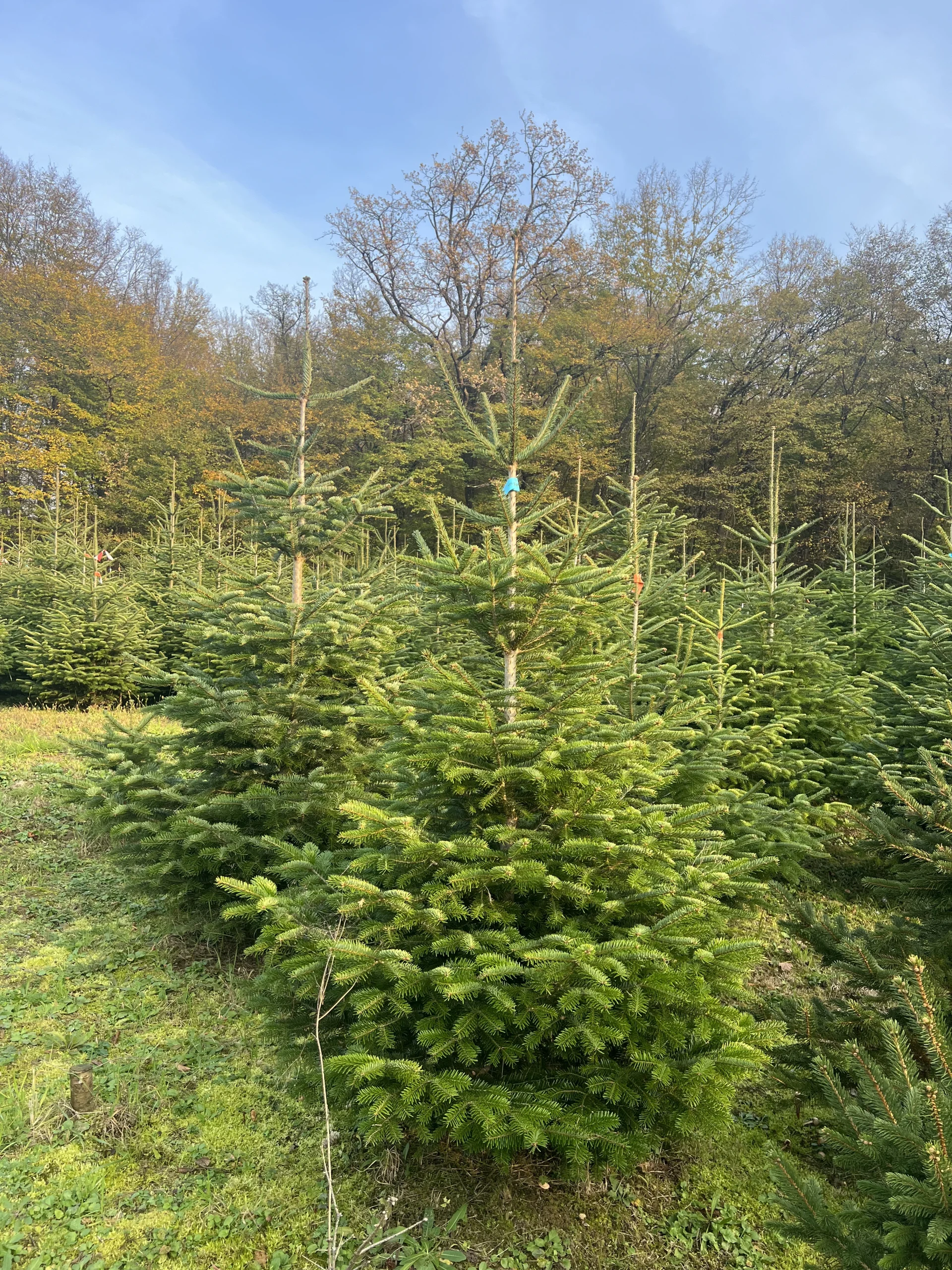 Grupa borova visine 175-225 cm koja unosi prirodni sklad u prostor