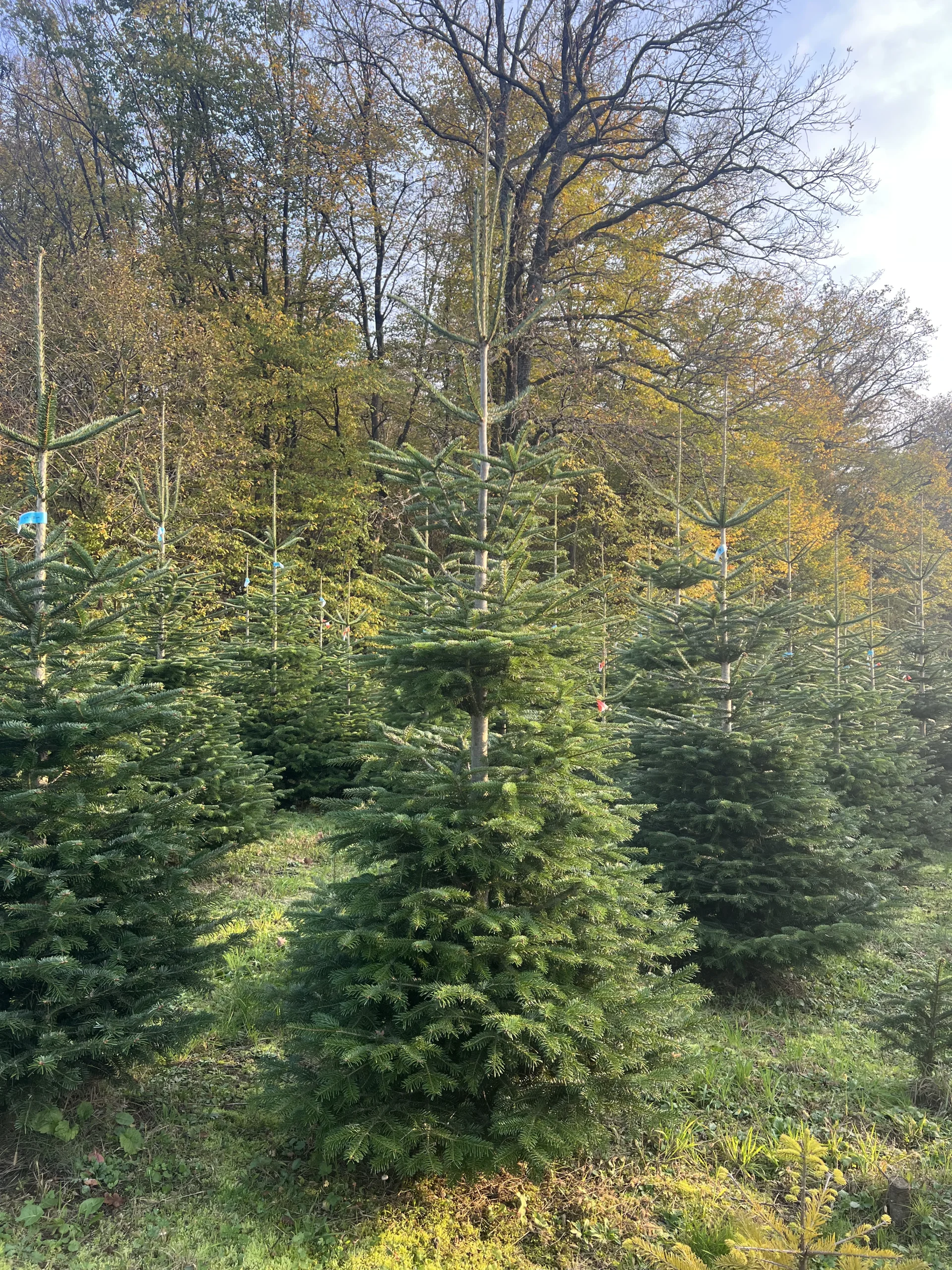 Grupa borova visine 225-300 cm s zdravim i gustim granama