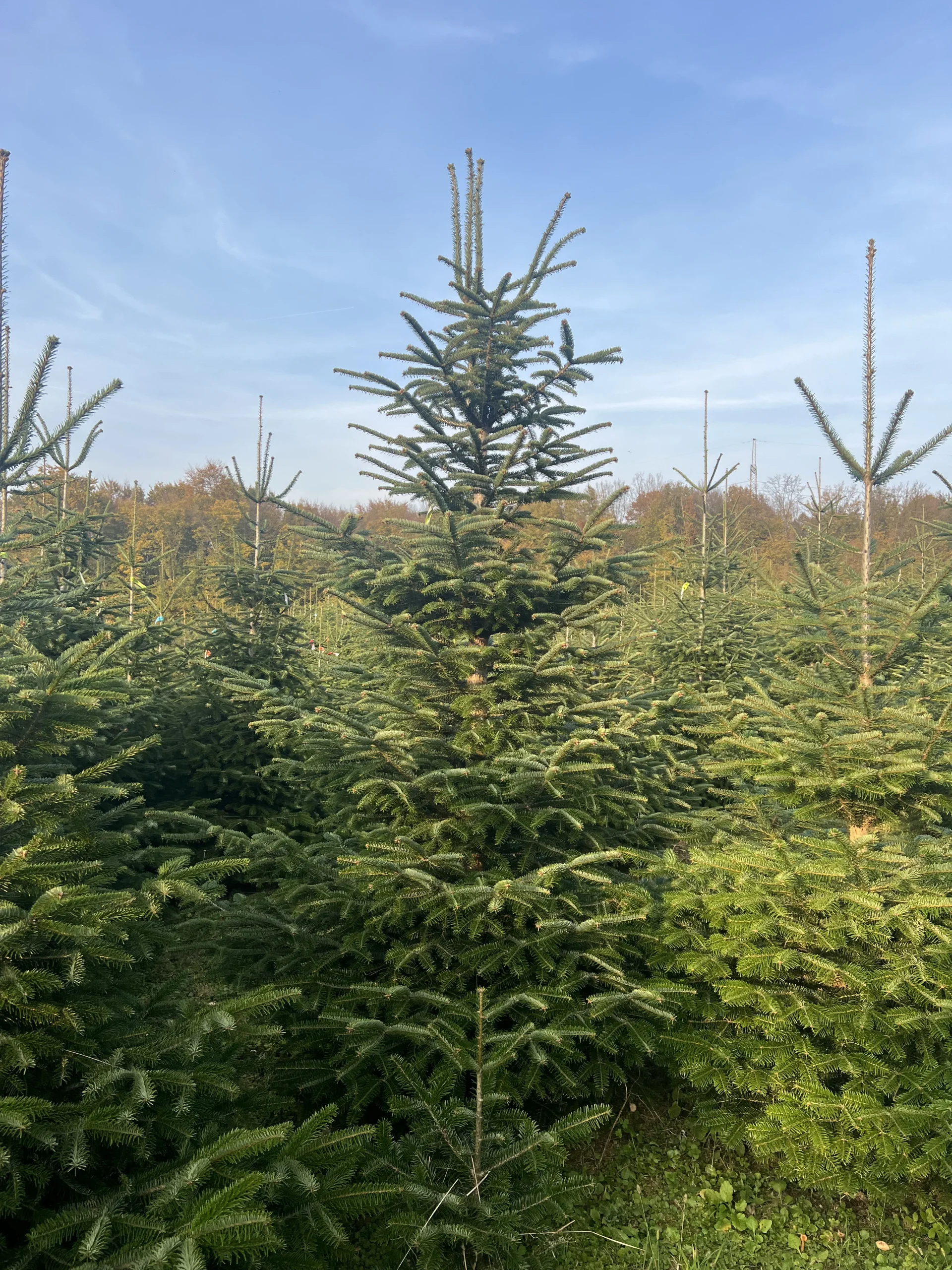 Više borova visine 225-300 cm sa bogatim i punim krošnjama