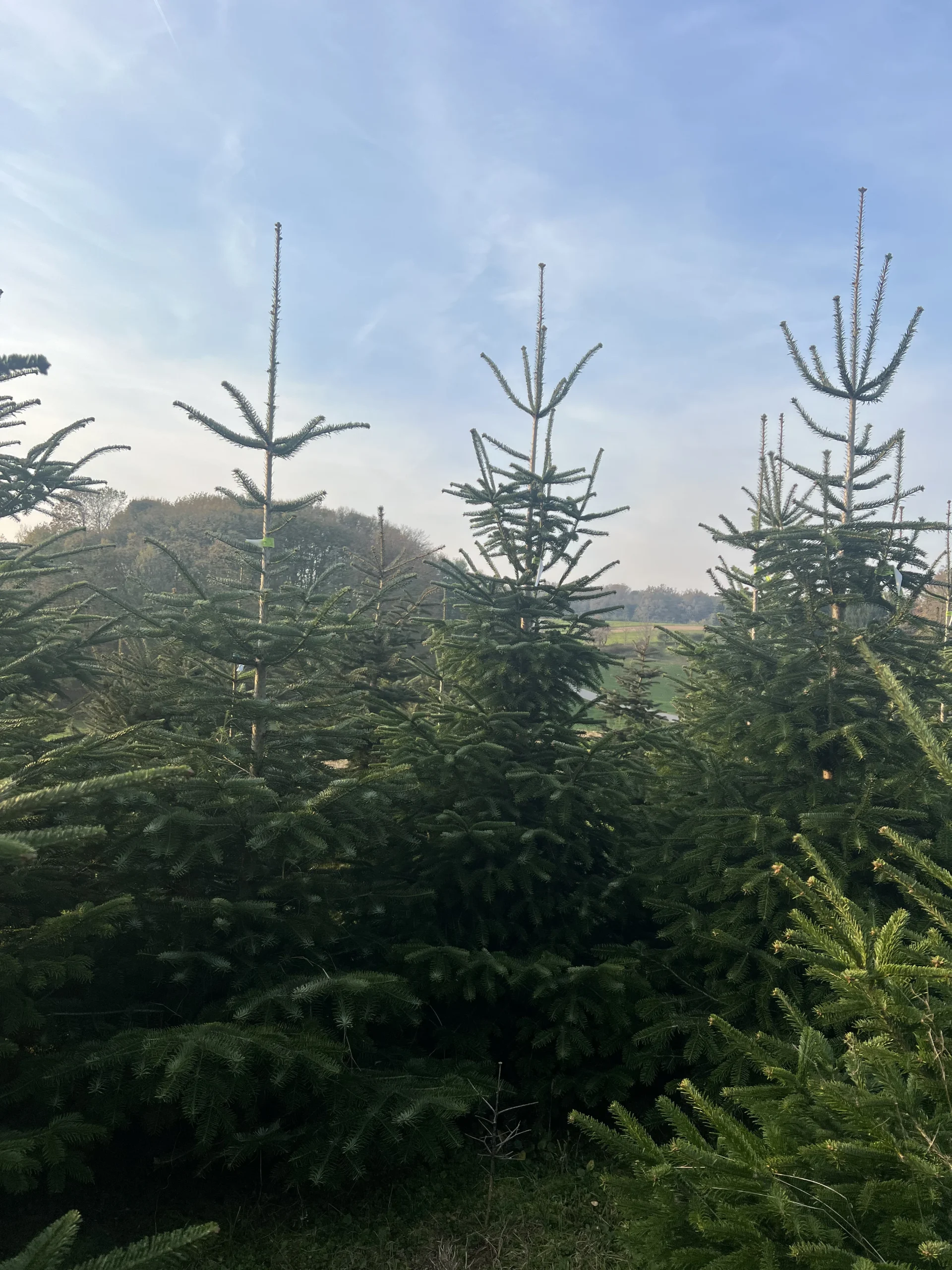 Grupa borova visine 225-300 cm smještena u simetričnom rasporedu