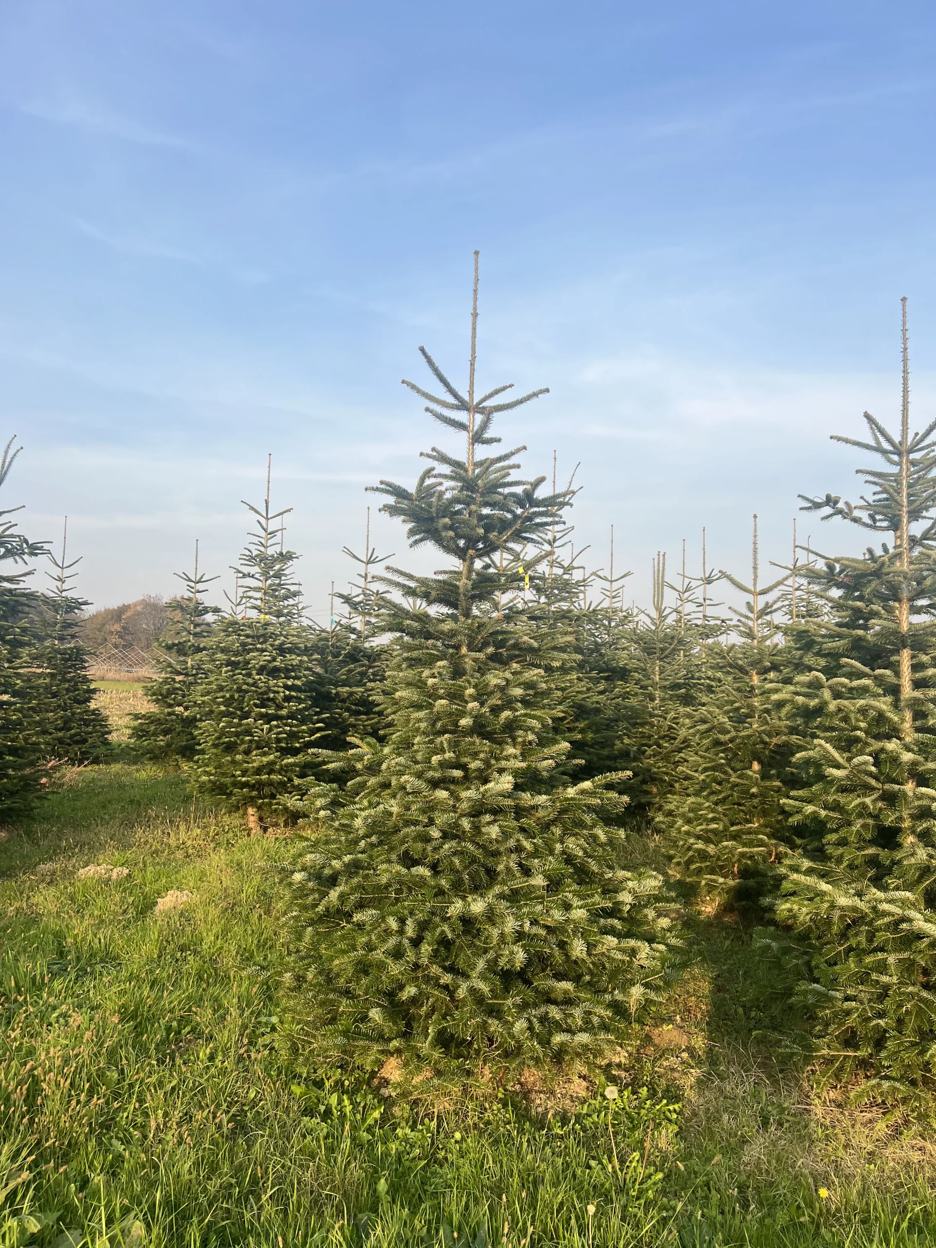 Prekrasan bor visine 225-300 cm sa simetričnim granama