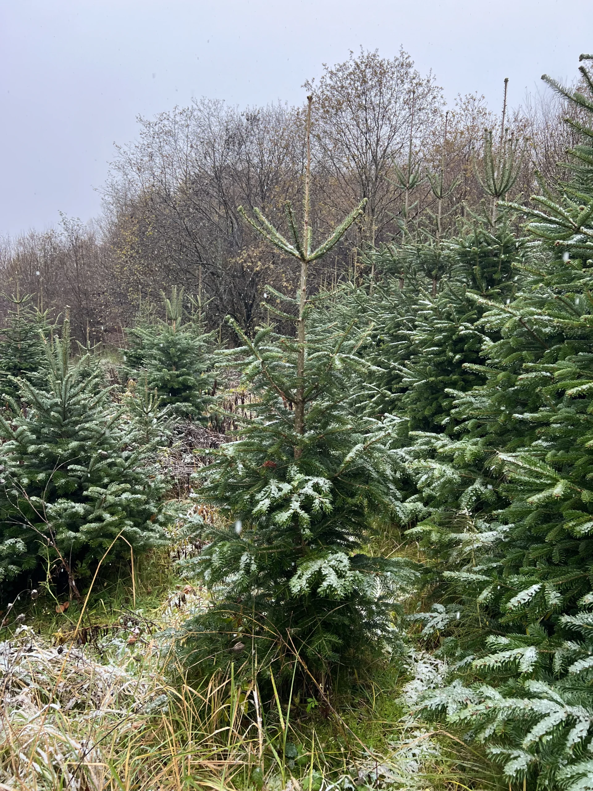 Borovi u snijegu, visine 125-175 cm, s minimalnim slojem snijega