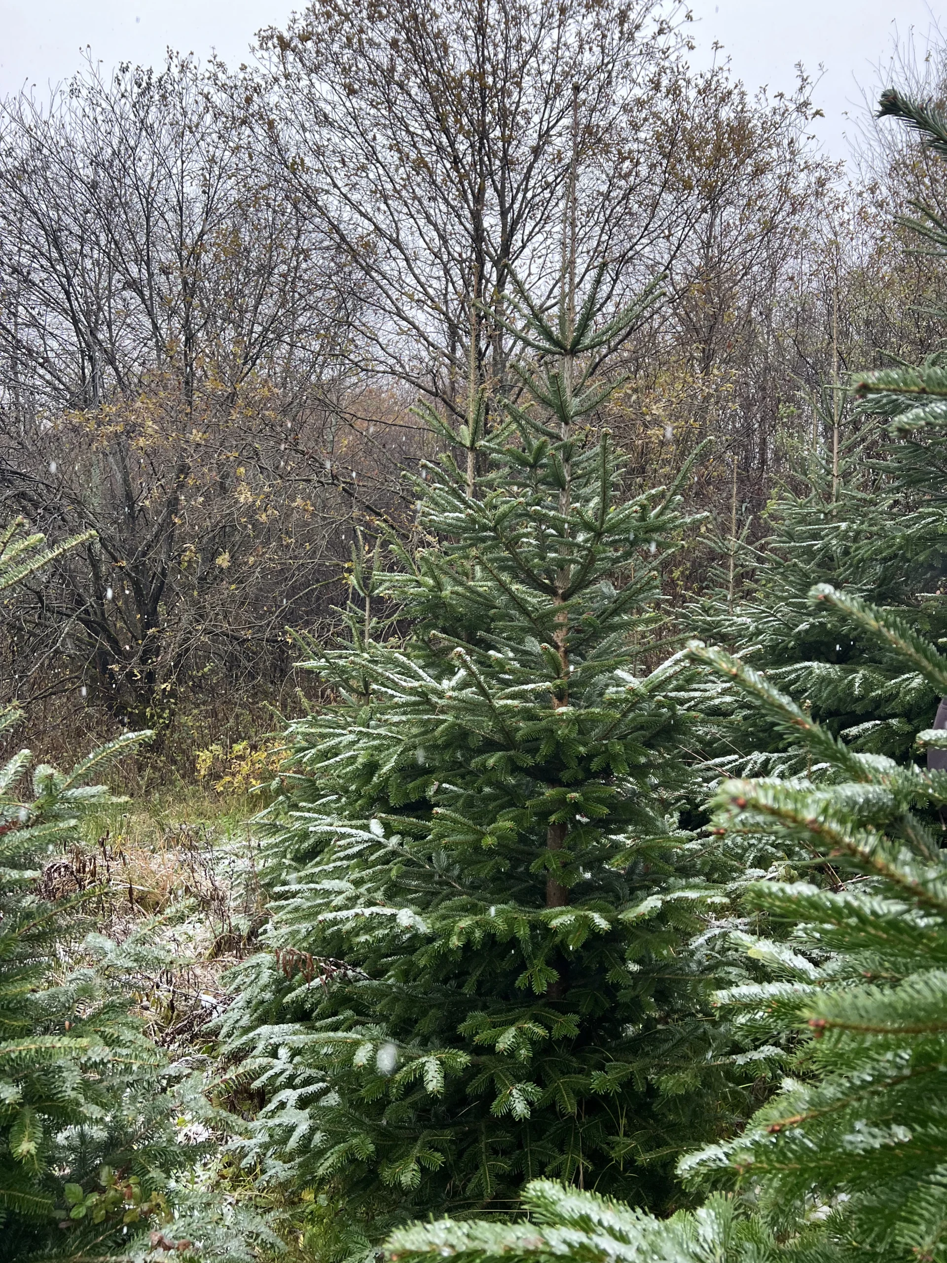 Bor s malo snijega na granama, visine 225-300 cm