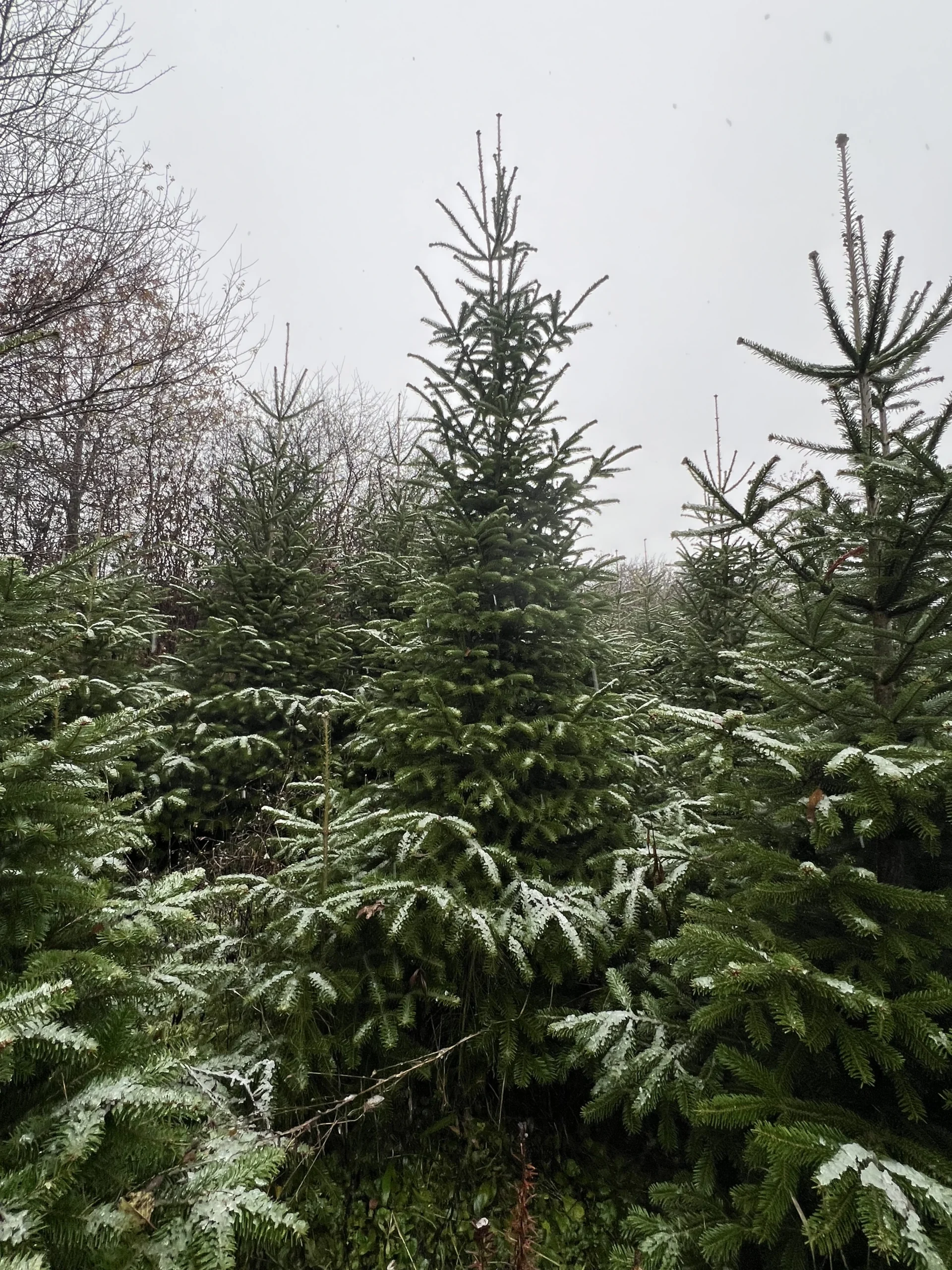 Skupina borova u snijegu, s laganim slojem snijega na granama
