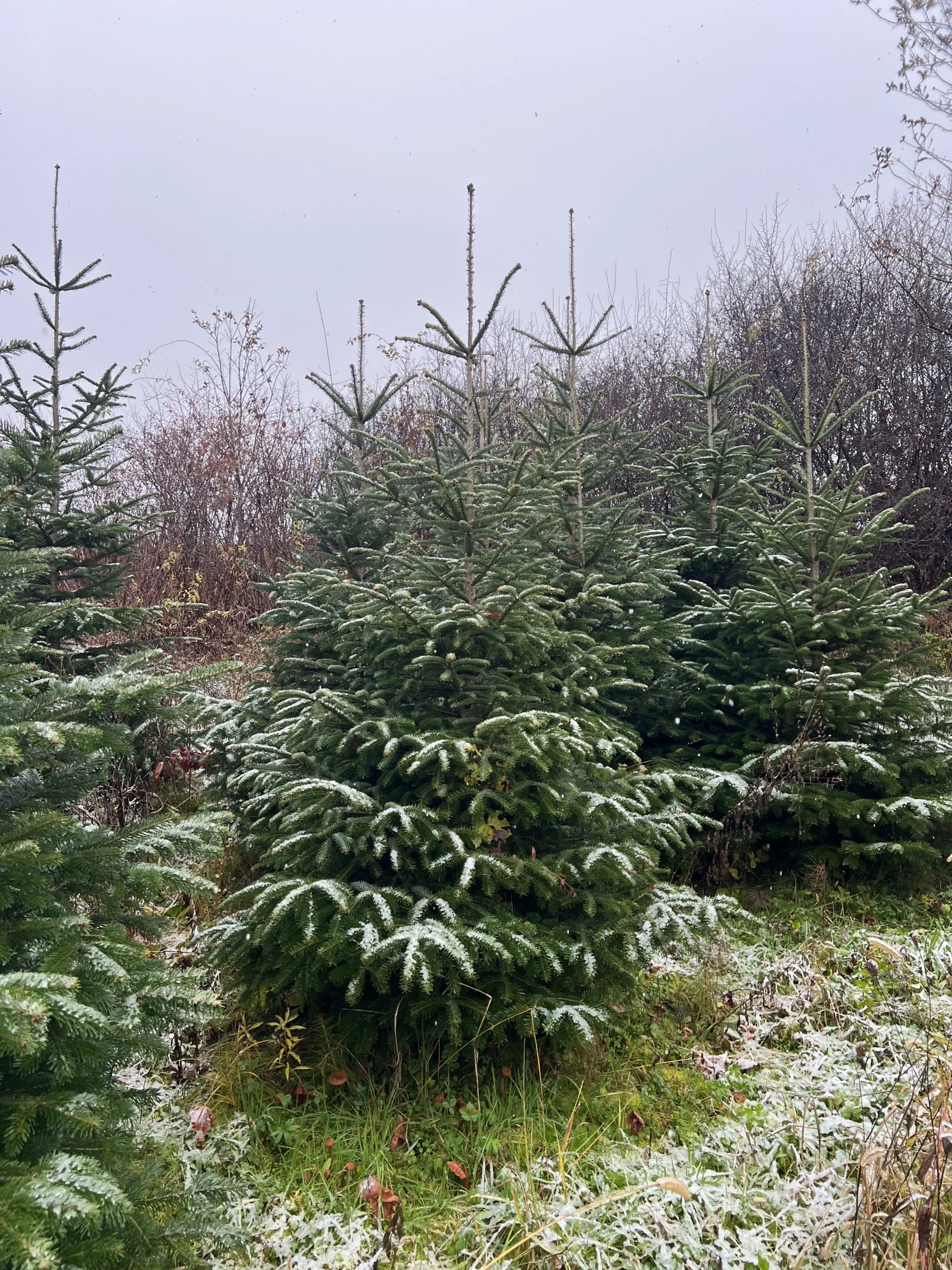 Zimski pogled na bor visok 175-225 cm, prekriven snijegom
