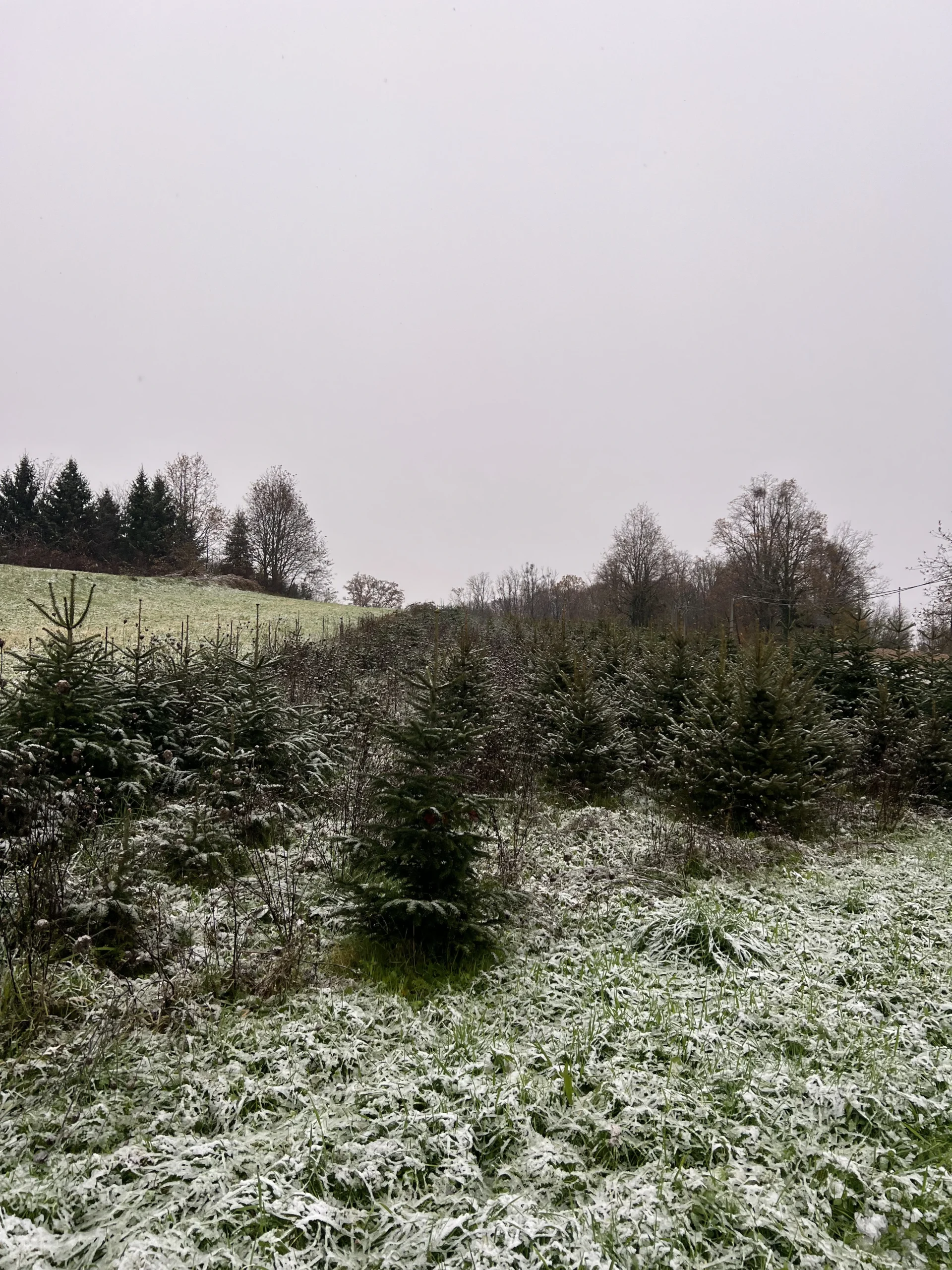 Skupina borova visokih 125-175 cm, lagano prekrivena snijegom