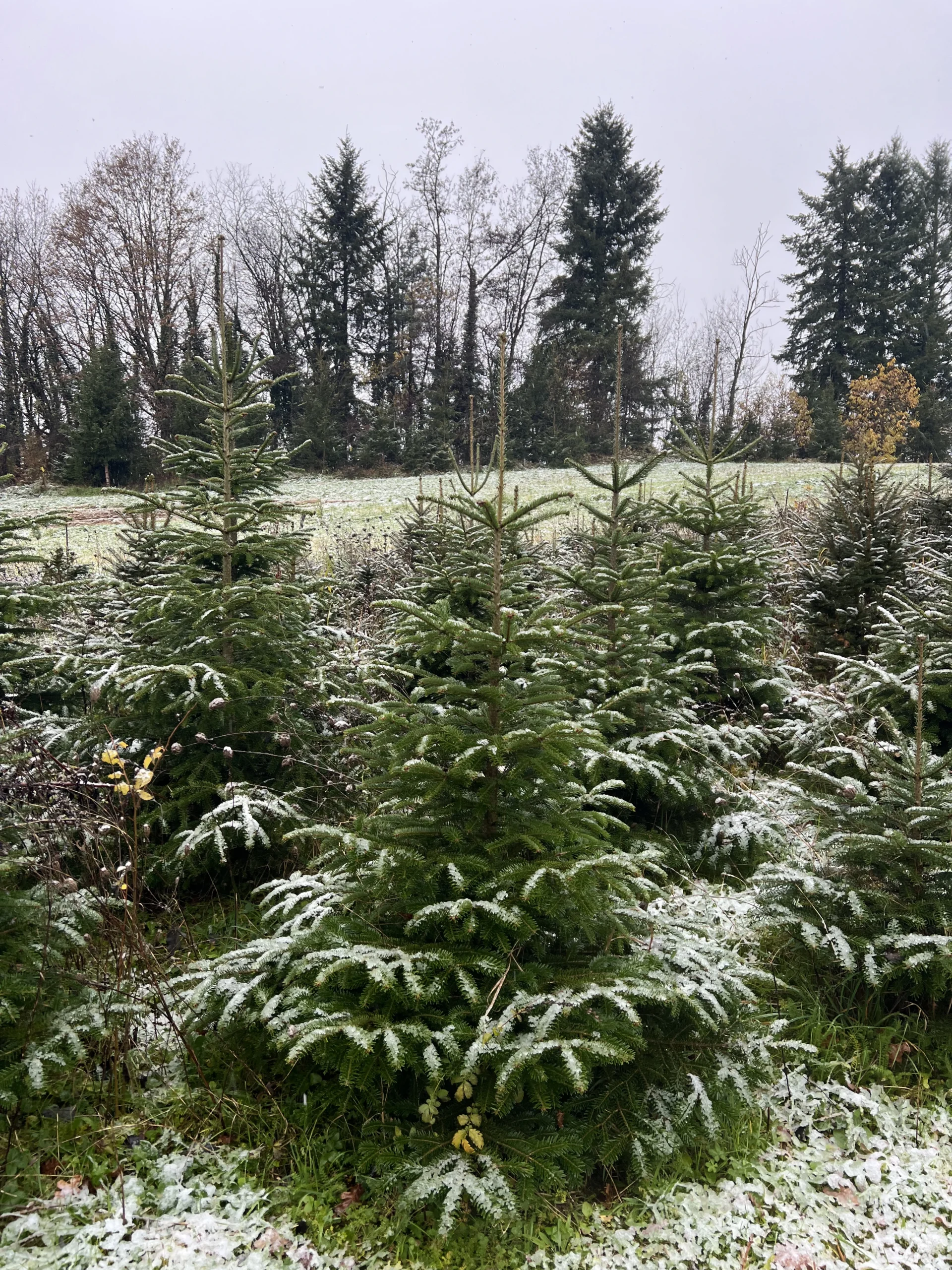Zimski pogled na skupinu borova, visine 125-175 cm, lagano prekrivenih snijegom