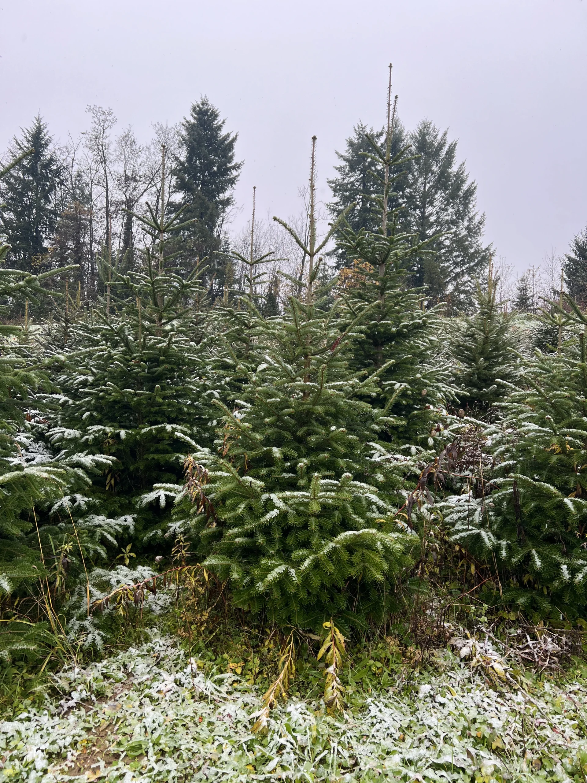 Borovi visine 125-175 cm, lagano prekriveni snijegom, u zimskom okruženju