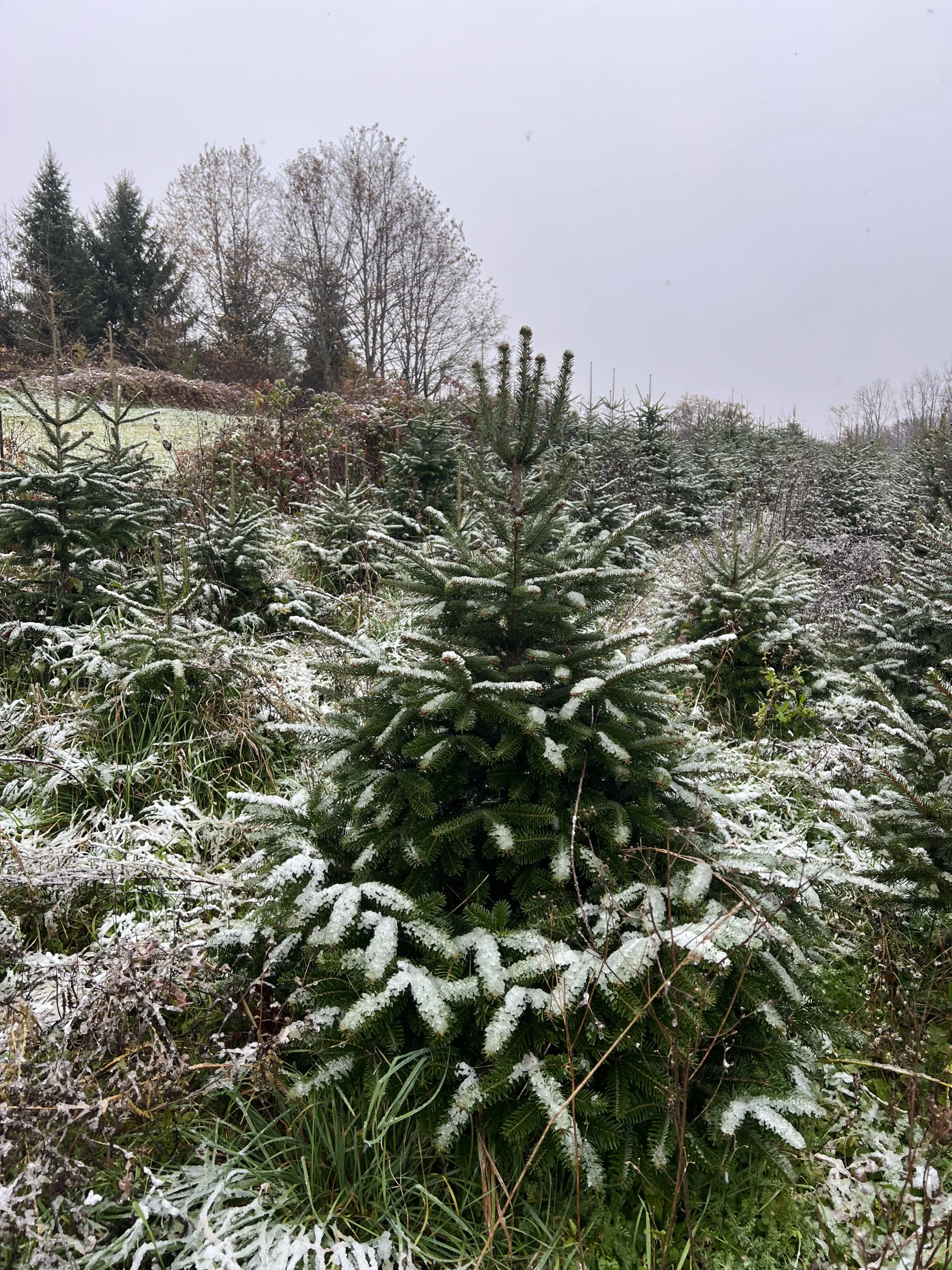 Skupina borova u snijegu, visine 125-175 cm