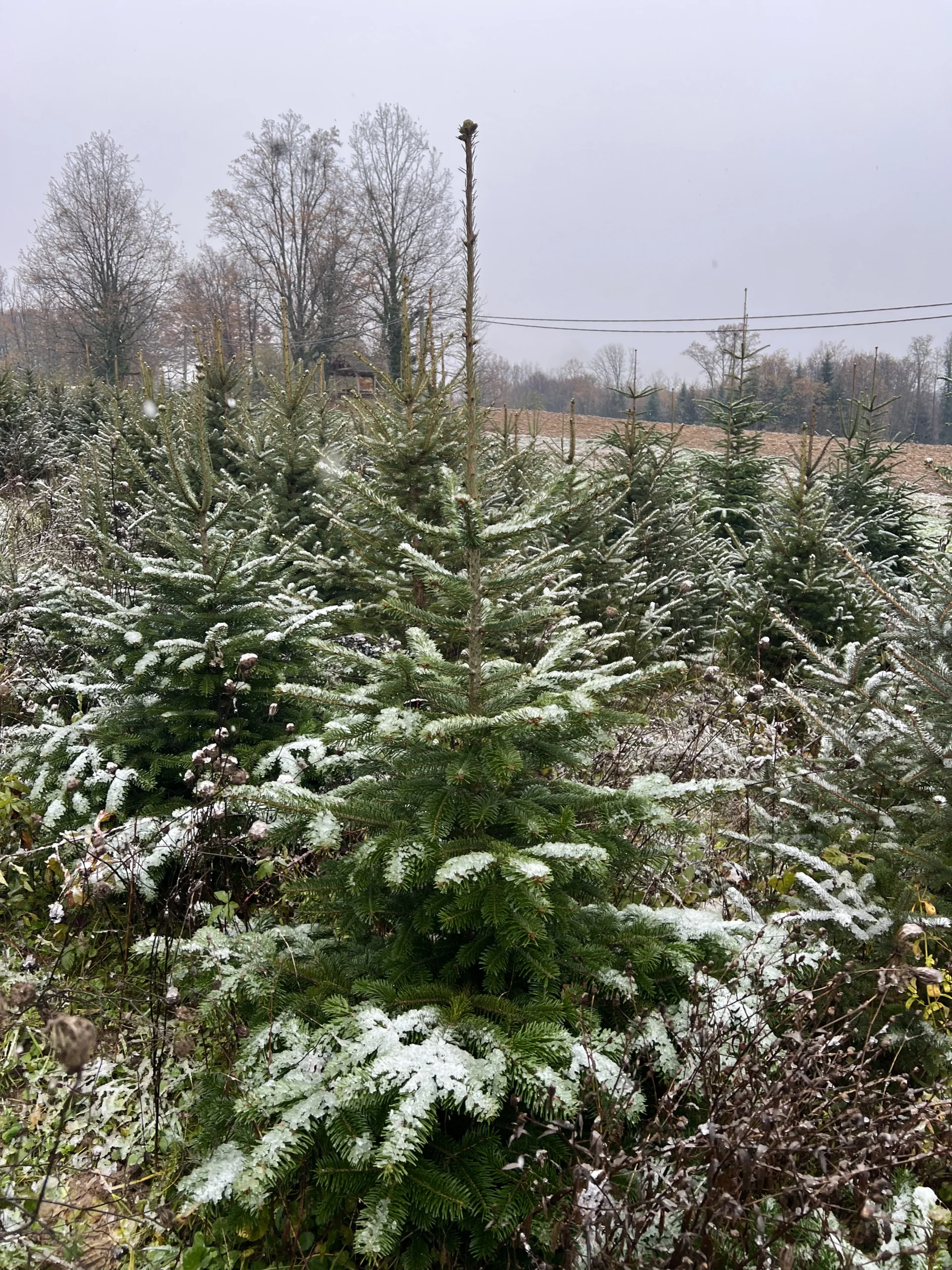 Zimski prizor skupine borova, visine 125-175 cm, prekrivenih snijegom