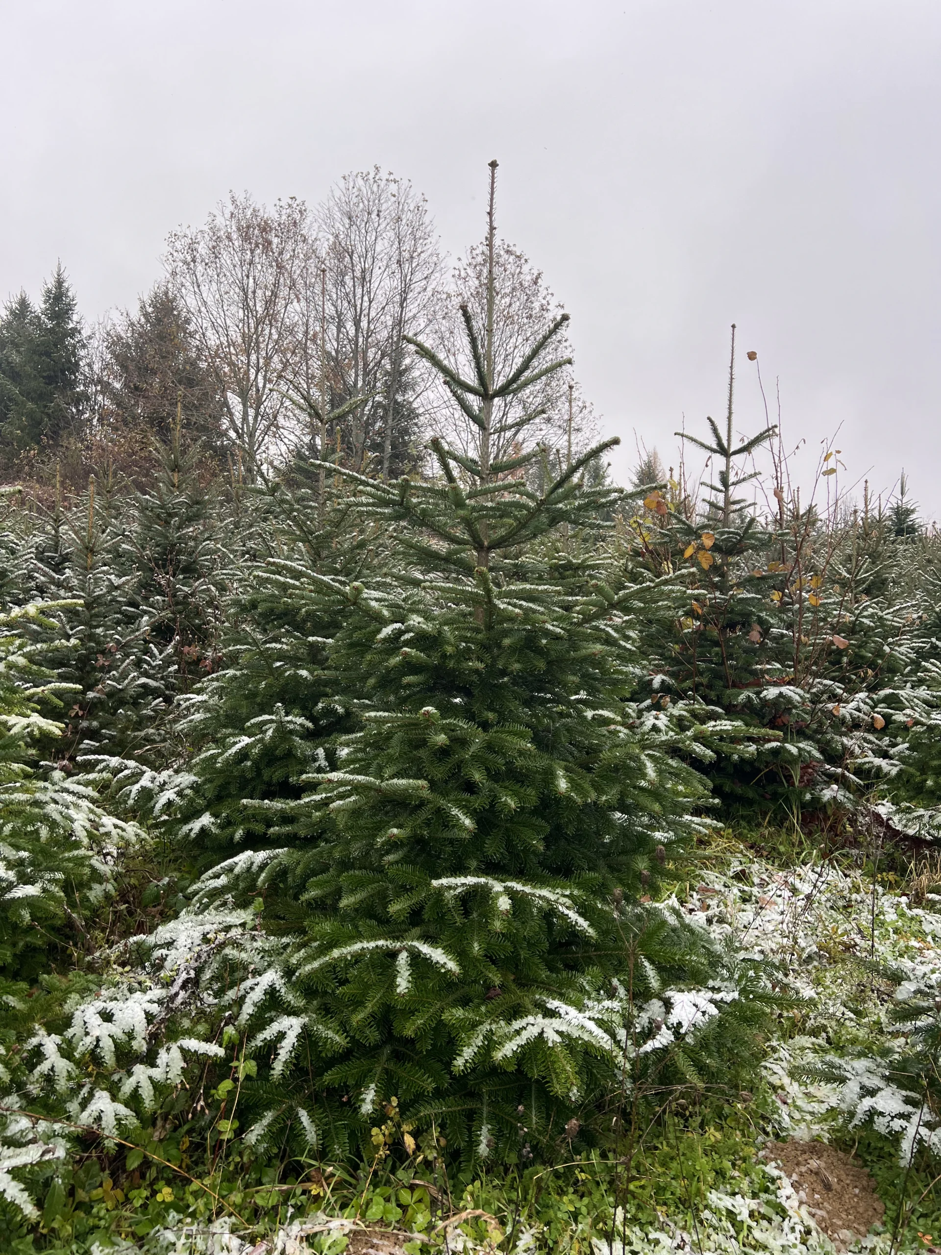 Zimski ugođaj s borom visokim 175-225 cm, s laganim snijegom na granama